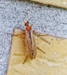 Limnephilus rhombicus