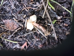 Lepiota