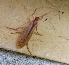 Limnephilus rhombicus