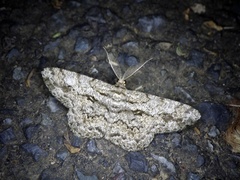 Hypomecis roboraria displicens