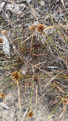 Cyperus polystachyos