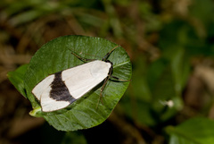 Vamuna alboluteola