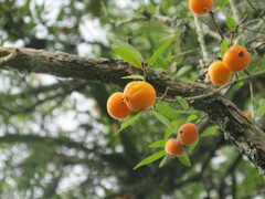 Eugenia pyriformis