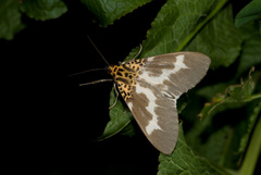 Asota tortuosa