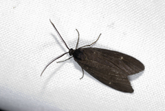 Morionia sciara