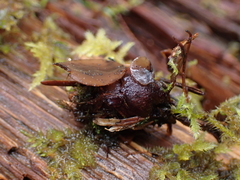 Ciboria rufofusca