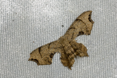 Dysaethria suisharyonis