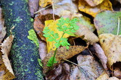 Anthriscus sylvestris