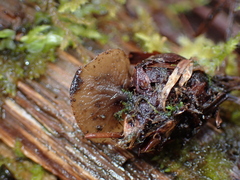 Ciboria rufofusca