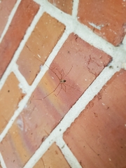 Crossopriza lyoni