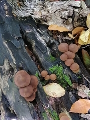 Psathyrella piluliformis