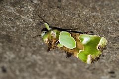 Nacna buschmannferenci