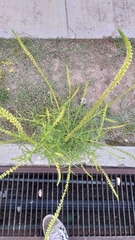 Reseda luteola