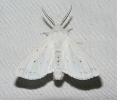 Spilosoma congrua