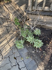 Pittosporum