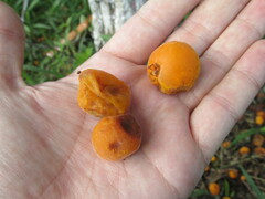 Eugenia pyriformis
