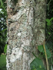 Eugenia pyriformis