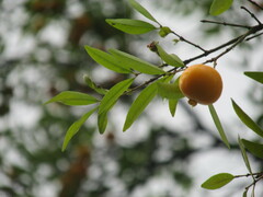Eugenia pyriformis
