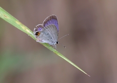 Everes lacturnus