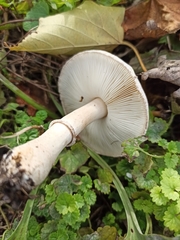 Leucoagaricus leucothites