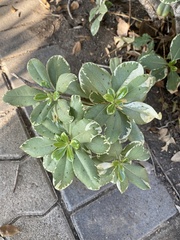 Pittosporum