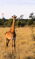 Giraffa camelopardalis giraffa
