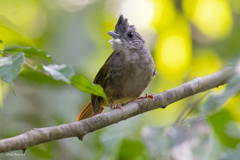 Criniger chloronotus