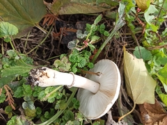 Leucoagaricus leucothites