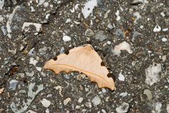 Achrosis rufescens