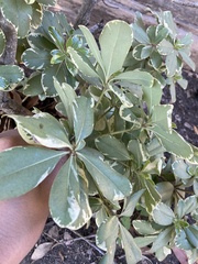 Pittosporum