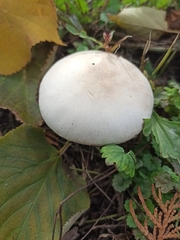 Leucoagaricus leucothites