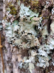 Parmotrema crinitum