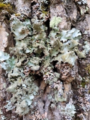 Parmotrema crinitum