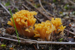 Ramaria capitata ochraceosalmonicolor