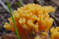 Ramaria capitata ochraceosalmonicolor