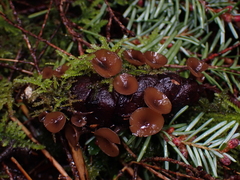 Ciboria rufofusca