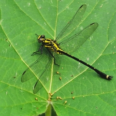 Asiagomphus pacificus