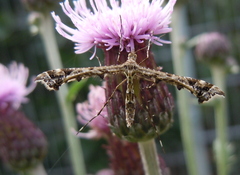 Amblyptilia punctidactyla