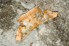 Krananda semihyalina