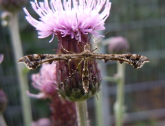 Amblyptilia punctidactyla