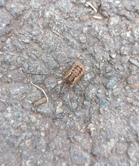 Phalangium opilio