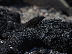 Microlophus albemarlensis