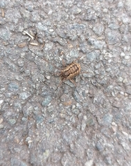 Phalangium opilio
