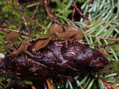 Ciboria rufofusca