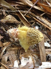 Phallus multicolor