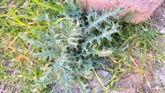 Argemone platyceras