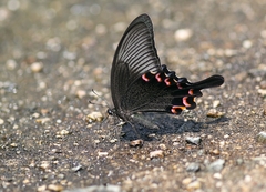 Papilio bianor