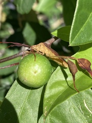 Chondrocera laticornis
