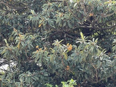Eriobotrya japonica