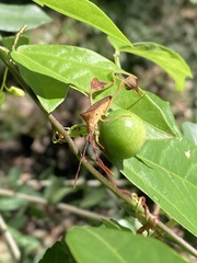 Chondrocera laticornis
